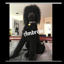 Poodle Puppies from Ocala Standard Poodles