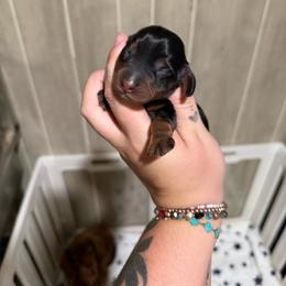 Banks - Black and tan male Dachshund puppy in Maidsville, West Virginia from L&B Lowriders