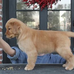 Green - Dark golden female Golden Retriever puppy in Sulphur, Louisiana from Lyons Golden Retrievers