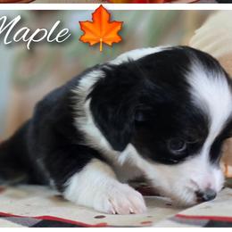 Aussiedoodles, Bordoodles, and Double Doodles from Ramirez Family Doodles