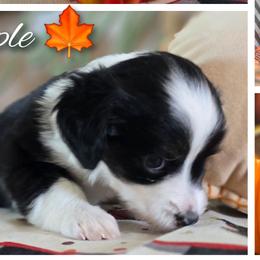 Aussiedoodles, Bordoodles, and Double Doodles from Ramirez Family Doodles