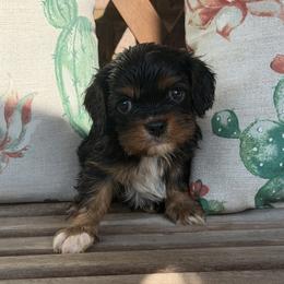 Harlem - Black and tan male Cavalier King Charles Spaniel puppy in Lula, Georgia from Cavaliers by Crumley