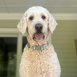 Goldendoodles from Baby-Blu Doodles