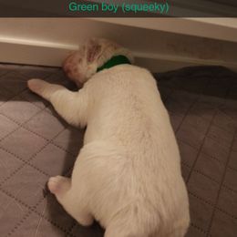 Squeeky - White male Siberian Husky puppy in Quincy, Illinois from Boden Breeding