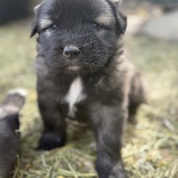 Aussiedoodle and Sarplaninac Puppies from Pesky Redneck Mini Ranch