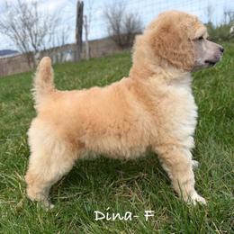 Dina - Cream female Poodle puppy in Greenwich, New York from MizzElle’s Standard Poodles