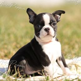 AKC 'Dalhia' - Black and white female Boston Terrier puppy in Lamar, Missouri from Marti Acres ~ Boston Terrier & Beagles