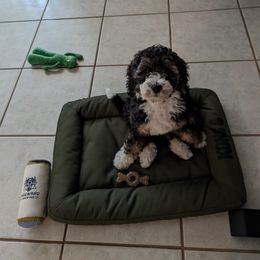 Aussiedoodle, Bernedoodle, Double Doodle, and Goldendoodle Puppies from Dandy Doodle Ranch