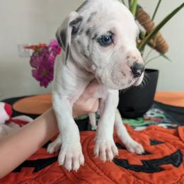 Enoch - Blue and white male Great Dane puppy in Pollock, Louisiana from Danes Done Right