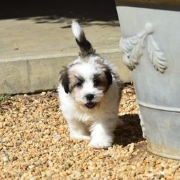 Nutmeg Girl 1 - White and tan female Russell Terrier puppy in Middletown, Virginia from DBF Russell Terriers