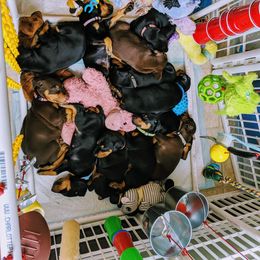 Doberman Pinscher Puppies from Allettare Dobermans