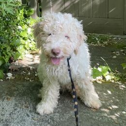 Boy 3 - Lagotto Romagnolo puppy in Huntingdon Valley, Pennsylvania from CreekSide Lagotto