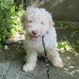 Boy 3 - Lagotto Romagnolo puppy in Huntingdon Valley, Pennsylvania from CreekSide Lagotto