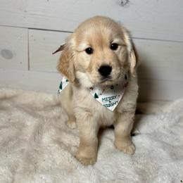 Willow - Light golden female Golden Retriever puppy in Phillips, Wisconsin from Alfalfa Lane Adventures