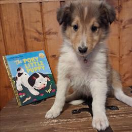 Dakota - Sable and white female Collie puppy in Montpelier, Virginia from Gun Barrel Collies