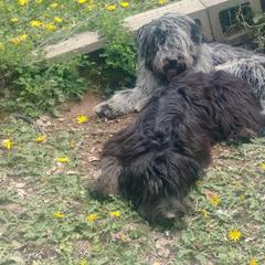 Bergamasco Sheepdog Puppies from Spellbound Bergamascos