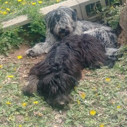 Bergamasco Sheepdog Puppies from Spellbound Bergamascos