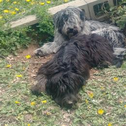 Bergamasco Sheepdog Puppies from Spellbound Bergamascos