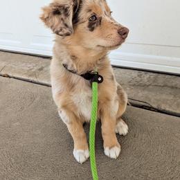 Australian Shepherd puppies from Sage House Pups