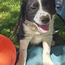 Border Collie and English Shepherd Puppies from Seldom seen herding dogs