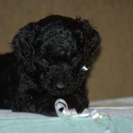 Double Doodle, Goldendoodle, and Poodle Puppies from Top of the Hill Doodles