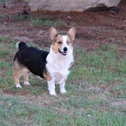 Crystal - Pembroke Welsh Corgi