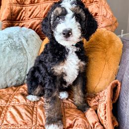 Almond - Tri-color male Bernedoodle puppy in Garden Grove, California from Sunkissed Doodles