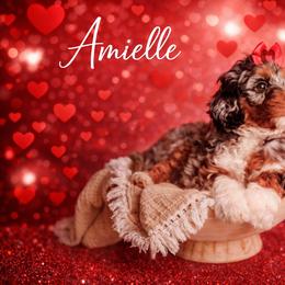 Amielle - Blue merle female Bernedoodle puppy in Grants Pass, Oregon from Royal Empire Bernedoodles