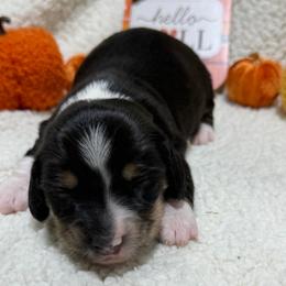 Berry - Piebald male Dachshund puppy in Mansfield, Missouri from Owens Farm