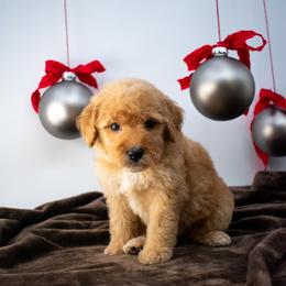 Orange boy - Apricot male Goldendoodle puppy in Lafayette, Alabama from Sweethaven Kennels