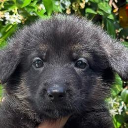 Orange Collar Puppy 5 - Black and red female German Shepherd puppy in Central Florida, Florida from Vom Furstenhund