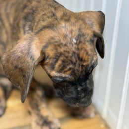 Adam - Brindle male Great Dane puppy in Hutchinson, Kansas from Dappled Danes