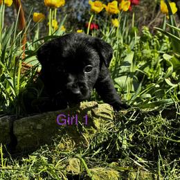 Girl 1 - Black female Labrador Retriever puppy in Lawton, Michigan from DuckAlly Kennel