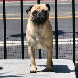 Pug All Grown Up from Renee's Pugs