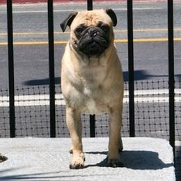 Pug All Grown Up from Renee's Pugs