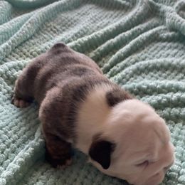 Boy 2 - Bulldog puppy in Myerstown, Pennsylvania from Brooke’s Babies