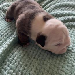 Boy 2 - Bulldog puppy in Myerstown, Pennsylvania from Brooke’s Babies