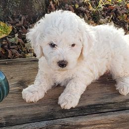 Bichon Frises and Yorkshire Terriers from DreamCatcher Farm