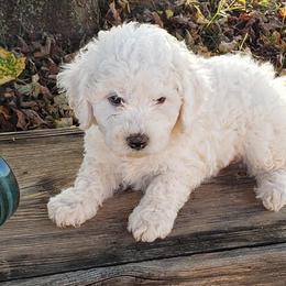 Bichon Frises and Yorkshire Terriers from DreamCatcher Farm