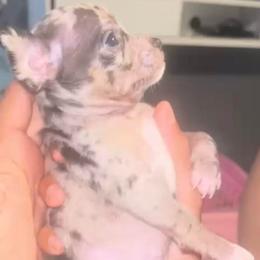 Mr spot charting 3-4lb 5500 maroon eyes - Merle male Chihuahua puppy in Las Vegas, Nevada from Quality Poms Chihuahua Yorkies of Las vegas