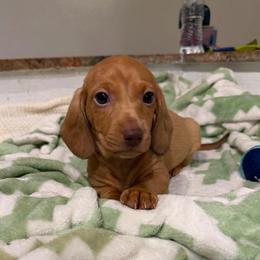 Aspen - Red male Dachshund puppy in Los Angeles, California from Dachshunds of the Desert
