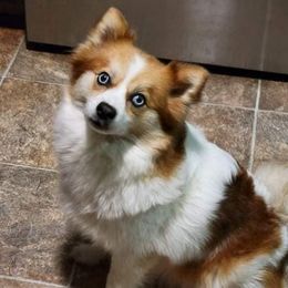 Pomskies from Northern Maine Samoyeds and Pomskies