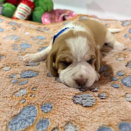 Blue boy - Red and white male Beagle puppy in New Tazewell, Tennessee from Sweet Warner Pugs & Beagles