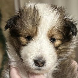 Shetland Sheepdogs from Kyntara Shelties