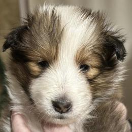 Shetland Sheepdogs from Kyntara Shelties