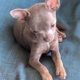 Kisses of Oak View Farm - Blue fawn female Chihuahua puppy in Waycross, Georgia from OakView Farm Chihuahuas FB