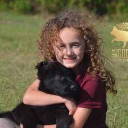 German Shepherd Puppies from Haus Godwin