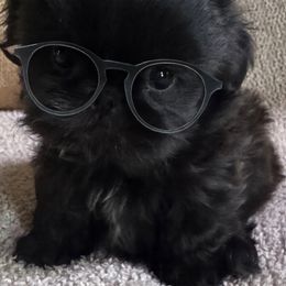 Jelly - Red male Shih Tzu puppy in Big Sandy, Texas from Heart and Soul Shih Tzu