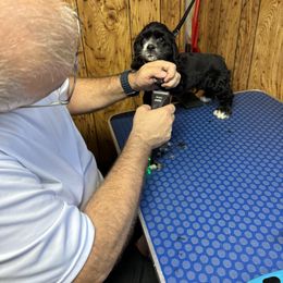 Cocker Spaniel Puppies from K&M crocker Spaniels