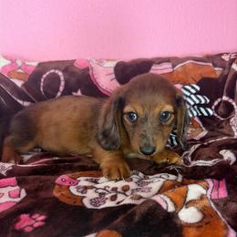 Larry - Dapple male Dachshund puppy in Lake City, Florida from My Ditzy Doxies of Florida